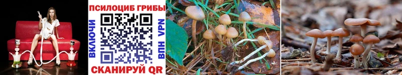 где купить наркотик  Макарьев  Псилоцибиновые грибы Magic Shrooms 